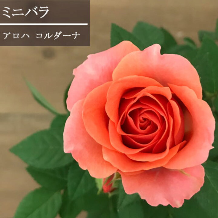 楽天市場 ミニバラ アロハ コルダーナ 3 5号ポット苗花苗 鉢花 ポットローズ バラ アプリコット オレンジ ピンク 四季咲き 花みどりマーケット 楽天市場店