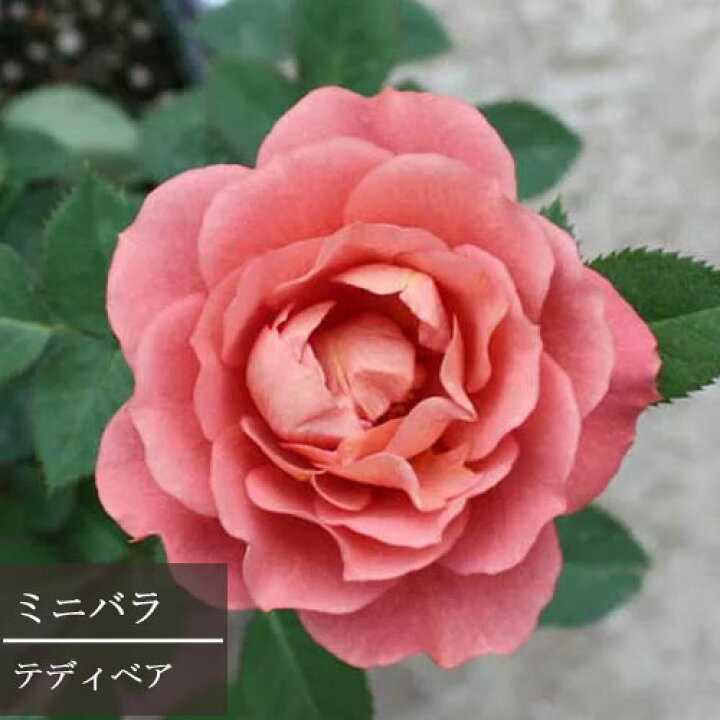 楽天市場 ミニバラ テディベア 3 3 5号ポット苗四季咲き テラコッタ色 花苗 鉢花 ポットローズ アンティークカラー 花みどりマーケット 楽天市場店