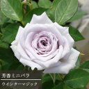 ミニバラ芳香性 ウインターマジック 3号ポット苗香り 青いバラ 四季咲き 花苗 ポットローズ 鉢花