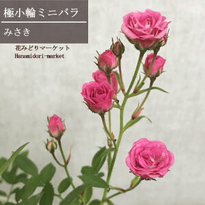 yPi / 3Zbgz~jo ɏ ~TLiݑ炫j3|bgclG炫 ԕc |bg[Y  A o KN 1