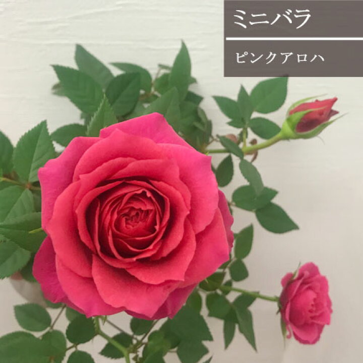 楽天市場 ミニバラ ピンクアロハ 3 5号ポット苗花苗 鉢花 ポットローズ バラ ピンク 四季咲き 花みどりマーケット 楽天市場店
