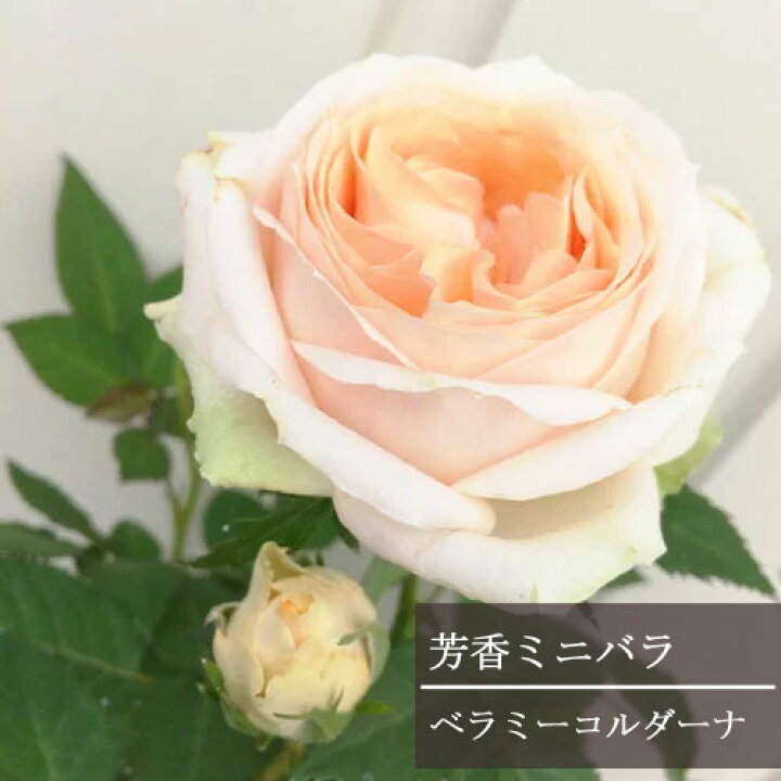 楽天市場 ミニバラ 芳香種 ベラミ コルダーナ 3 3 5号ポット苗大輪 ベラミーコルダナ 四季咲き 香り 花苗 ポットローズ 鉢花 花みどりマーケット 楽天市場店