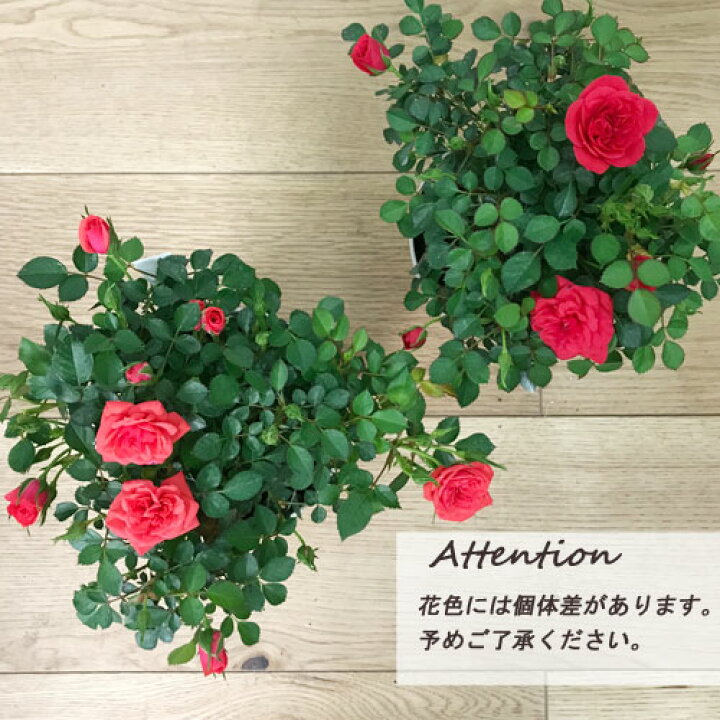 楽天市場 ミニバラ リトルマリー 4号ポット苗四季咲き 花苗 ポットローズ 鉢花 レッド オレンジ 赤 花みどりマーケット 楽天市場店