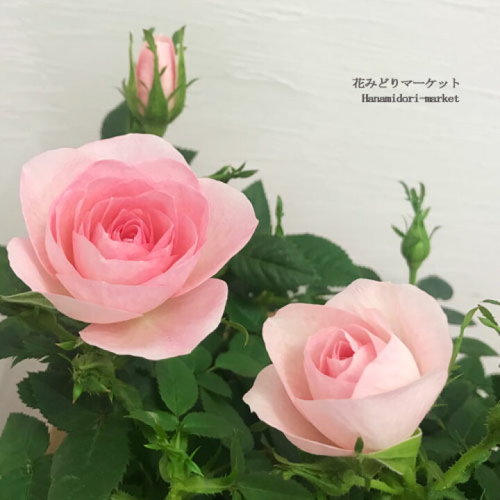 楽天市場 ミニバラ クリームピンクロサアロマ 3 5号ポット苗ポットローズ 鉢花 ピンク 白 ホワイト 花苗 四季咲き 花みどりマーケット 楽天市場店