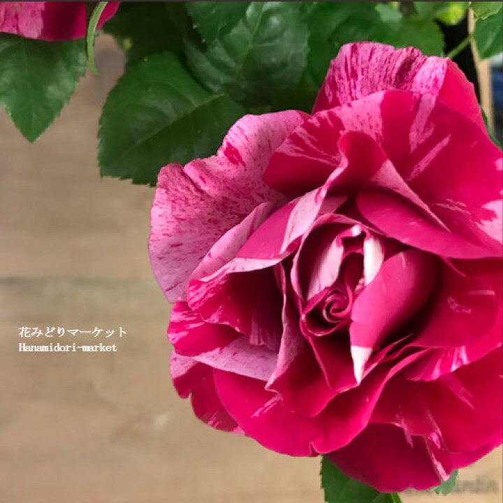 楽天市場 ミニバラ クレッシェンドアイ 微香性 3号ポット苗愛安ローズ 香り 四季咲き 花苗 ポットローズ 鉢花 花みどりマーケット 楽天市場店