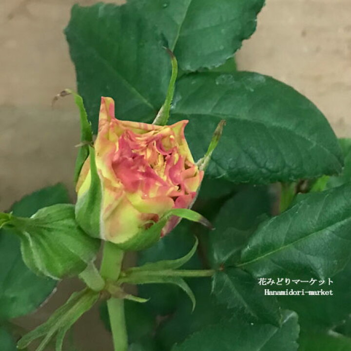 楽天市場 ミニバラ シンフォニーアイ 3号ポット苗愛安ローズ 四季咲き 花苗 ポットローズ 鉢花 花みどりマーケット 楽天市場店