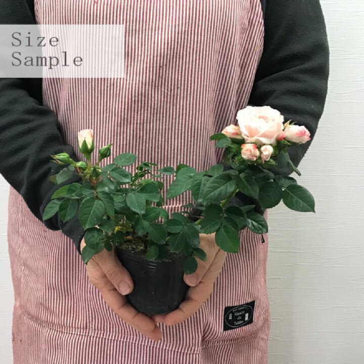 楽天市場 ミニバラ ラブリーモア 3号ポット苗四季咲き カップ咲き 花苗 ポットローズ 鉢花 花みどりマーケット 楽天市場店