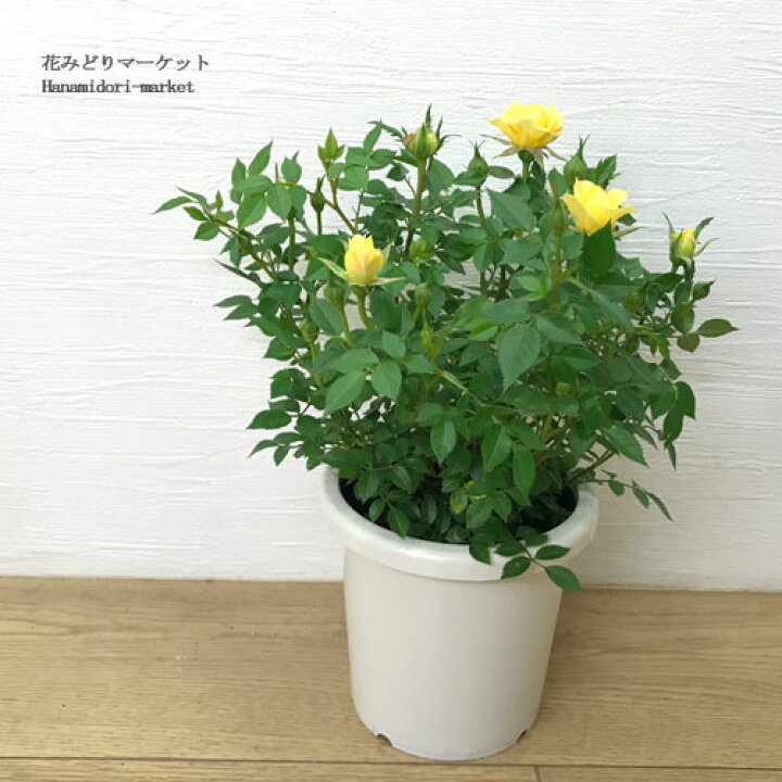 楽天市場 ミニバラ サンリトル 4号ポット苗四季咲き 花苗 ポットローズ 鉢花 イエロー 黄色 花みどりマーケット 楽天市場店