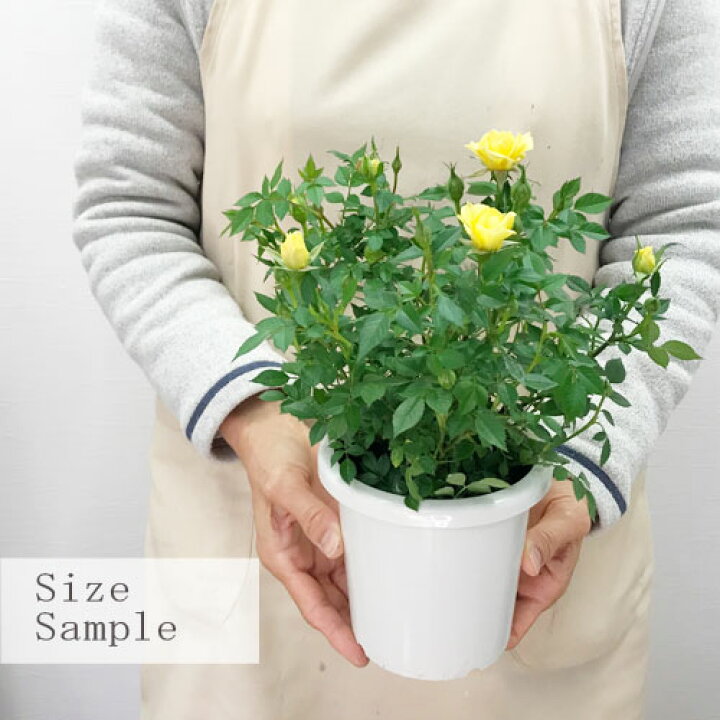 楽天市場 ミニバラ サンリトル 4号ポット苗四季咲き 花苗 ポットローズ 鉢花 イエロー 黄色 花みどりマーケット 楽天市場店