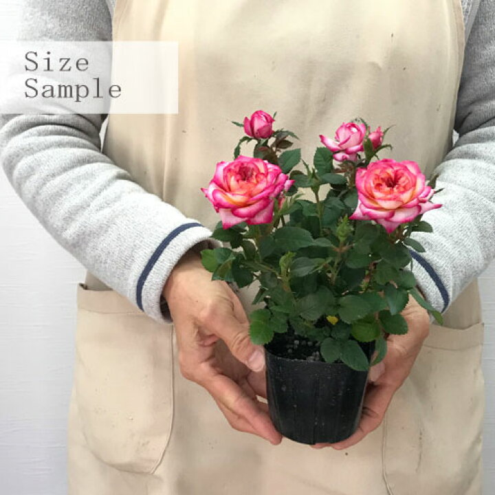 楽天市場 ミニバラ ハーレクインコルダナ 3号ポット苗花苗 鉢花 ポットローズ ピンク 白 ホワイト 花みどりマーケット 楽天市場店 楽天市場 ミニバラ ハーレクインコルダナ 3号ポット苗花苗 鉢花 ポットローズ ピンク 白 ホワイト 花みどりマーケット 楽天市場店