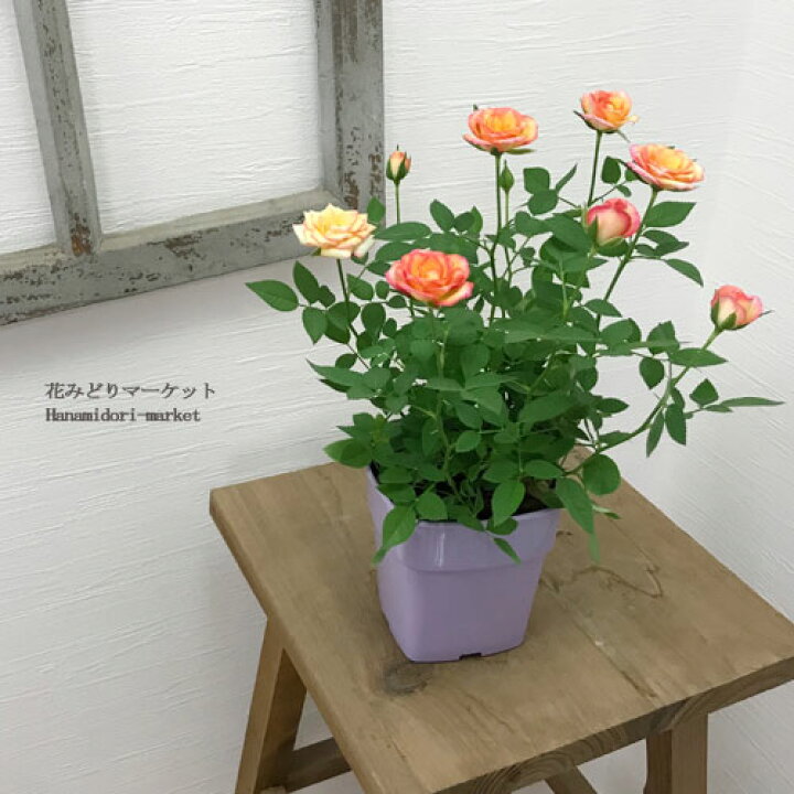 楽天市場】ミニバラ エアブラシ 3.5号ポット香り 四季咲き 花苗 ポット 
