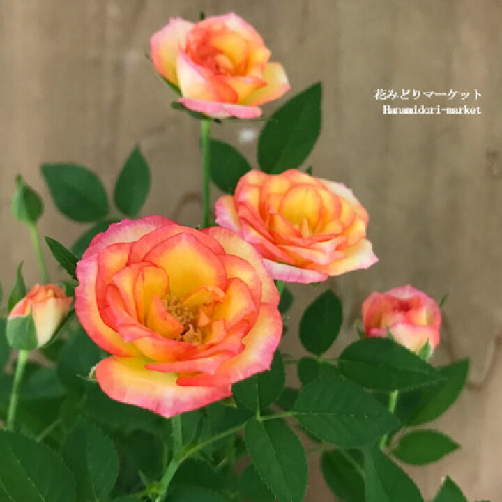 楽天市場】ミニバラ エアブラシ 3.5号ポット香り 四季咲き 花苗 ポット 
