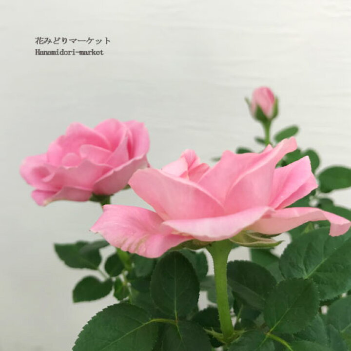 楽天市場 ミニバラ ピンクインフィニティ 4号ポット苗四季咲き 大輪 花苗 ポットローズ 鉢花 花みどりマーケット 楽天市場店