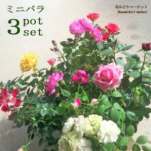 y3ZbgzlC ~jo FX 33Zbg i킨܂ ~bNX ԕt Zbg  lł  |bg[Y   sN F  