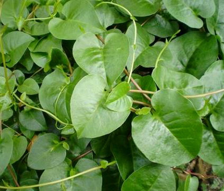 楽天市場 オカワカメ 雲南百薬 3 3 5号ポット苗健康野菜 つる性 緑のカーテン グリーンカーテン 花みどりマーケット 楽天市場店