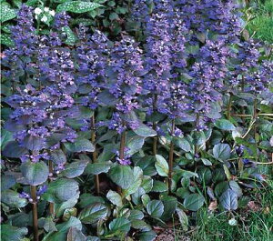 yPi / 3ZbgzAWK LgYWCAg 3`3.5|bgc ԕc OhJo[ J[[t CObVK[fK[fjO 񂹐A h N LgOW