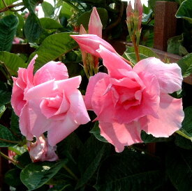 マンデビラ 八重咲き ピンクパフェ デプラデニア 3号ポット苗つる性 夏 花苗 緑のカーテン 暑さに強い