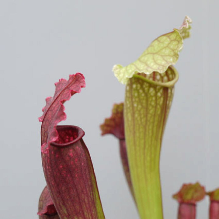 楽天市場 食虫植物 サラセニア フィオナ 4号ポット苗 花みどりマーケット 楽天市場店