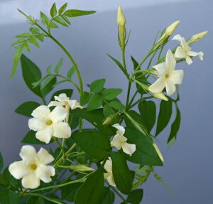 yPi / 3ZbgzWX~i NebhN[ 3|bgcؕc 鐫 tFX  CObVK[f ԕc Ԗؕc