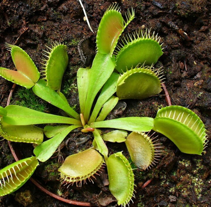 楽天市場 食虫植物 ハエトリソウ ディオネア ディオニア 3 3 5号ポット苗観葉植物 花苗 インテリア インドア おしゃれ 育てやすい 自由研究 花みどりマーケット 楽天市場店