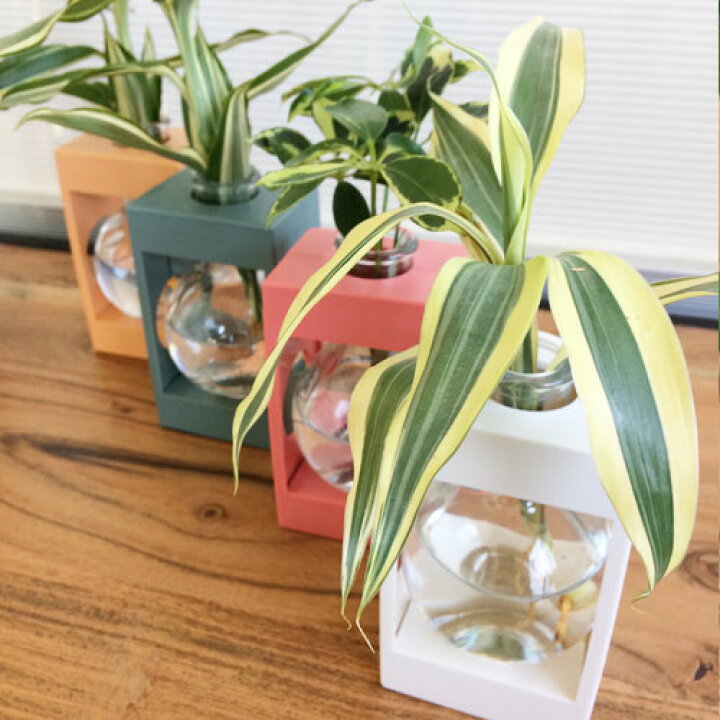 楽天市場 カラーアクアプラント 全6色 観葉植物付き インテリアグリーン 水耕栽培プレゼント ギフト 花器 一輪挿し 母の日 新生活 インテリア雑貨 花みどりマーケット 楽天市場店 楽天市場 カラーアクアプラント 全6色 観葉植物付き インテリアグリーン 水耕栽培プレゼント ギフト 花器 一輪挿し 母の日 新生活 インテリア雑貨 花みどりマーケット 楽天市場店