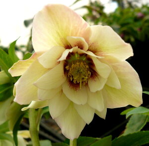 �y�P�i / 3�Z�b�g�z�N���X�}�X���[�Y���d�I���G���^���X �A�v���R�b�g�n 2.5�`3���|�b�g�c�w���{���X �ԕc �c �h���� ���N�� �C���O���b�V���K�[�f�� �V�F�[�h ���A ���� ���d �_�u�� �H �~