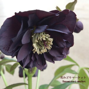 NX}X[Yd IG^Xn z ubNn3|bgcw{Xz h N  Ԓd A VF[h k lł 