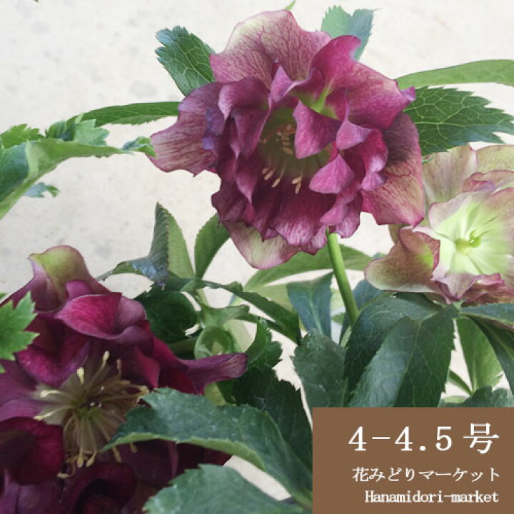 楽天市場 クリスマスローズ オリエンタリス系 八重咲き パープル系 4 5号鉢 開花株 花苗 鉢花 多年草 宿根草 耐寒 耐暑 花みどりマーケット 楽天市場店