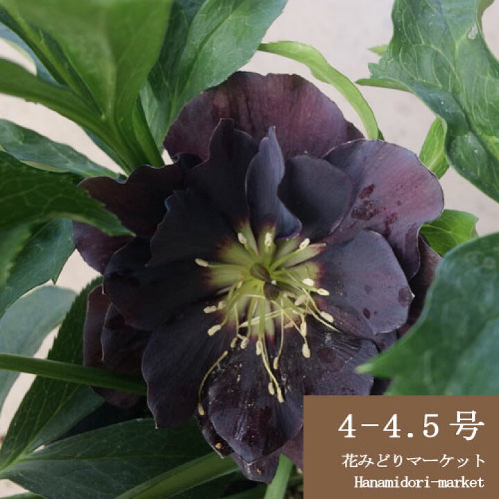楽天市場 クリスマスローズ 八重咲き スペシャルカラー 4 4 5号鉢 開花株 オリエンタリス系 花みどりマーケット 楽天市場店 楽天市場 クリスマスローズ 八重咲き スペシャルカラー 4 4 5号鉢 開花株 オリエンタリス系 花みどりマーケット 楽天市場店