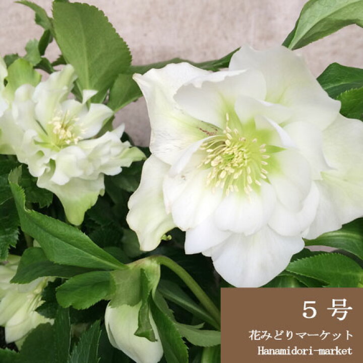 楽天市場 クリスマスローズ 八重咲き ホワイト系 5号鉢 開花株 オリエンタリス系 花みどりマーケット 楽天市場店