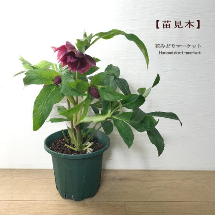 楽天市場 開花株 八重咲き クリスマスローズ オリエンタリス 系パープル 系 5号鉢ヘレボラス 八重 紫 ダブル 花苗 宿根草 多年草 鉢花 花壇 日陰 シェード 北向き 花みどりマーケット 楽天市場店