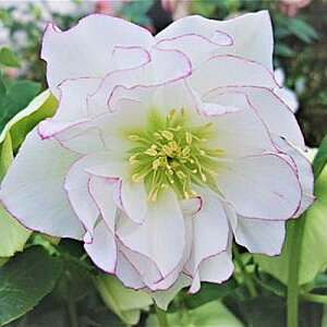 クリスマスローズ八重 オリエンタリス系深山花園 ピコティ系 3号ポット苗ヘレボラス 八重 白 ホワイト ダブル 花苗 宿根草 多年草 鉢花 花壇 日陰 シェード 北向き