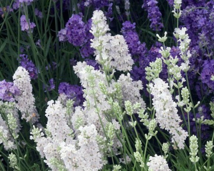 楽天市場 ラベンダー イングリッシュ系 ブルーマウンテンホワイト 3号ラベル苗 アンガスティフォーリア イングリッシュラベンダー ホワイト 白 ハーブ 花苗 香り 多年草 宿根草 花みどりマーケット 楽天市場店