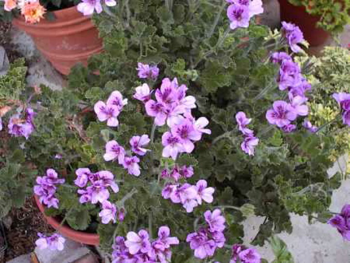 楽天市場 ハーブゼラニウム ジンジャーゼラニウム 3 3 5号ポット苗センテッドゼラニューム 香り 多年草 ハーブ苗 花苗 花みどりマーケット 楽天市場店