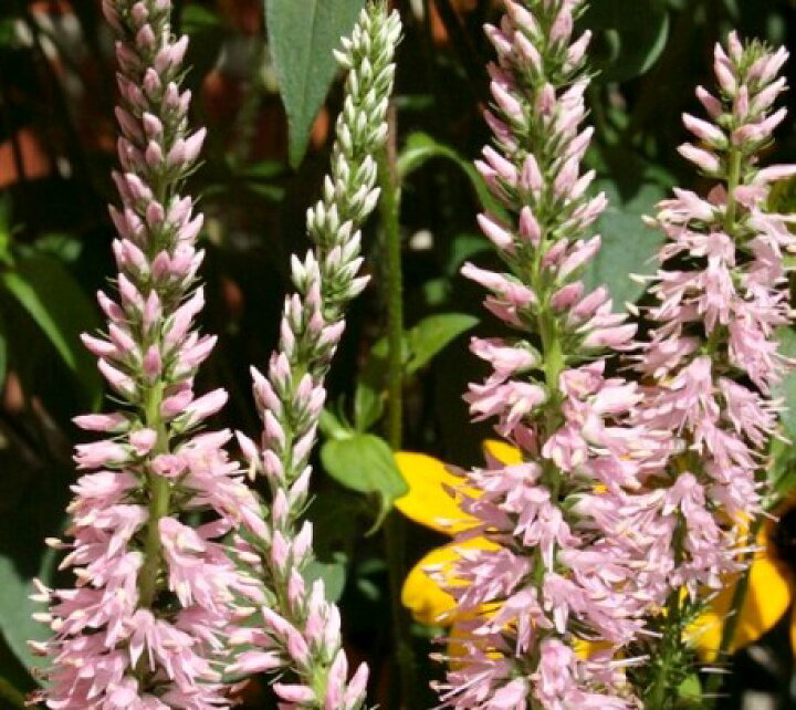 楽天市場 ベロニカ ロンギフォリア ピンクシェード 3 5号ポット苗 トラノオ ピンクシェーズ 花みどりマーケット 楽天市場店 楽天市場 ベロニカ ロンギフォリア ピンクシェード 3 5号ポット苗 トラノオ ピンクシェーズ 花みどりマーケット 楽天市場店