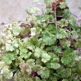 楽天市場 日陰 でも 育つ 花 多年草 開花時期四季 の通販 楽天市場 日陰 でも 育つ 花 多年草 開花時期四季 の通販