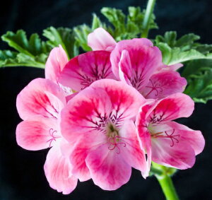 n[u[j[ AvRbg[jE 3`3.5|bgc Zebh[jE  N  ԕc n[u n[uc