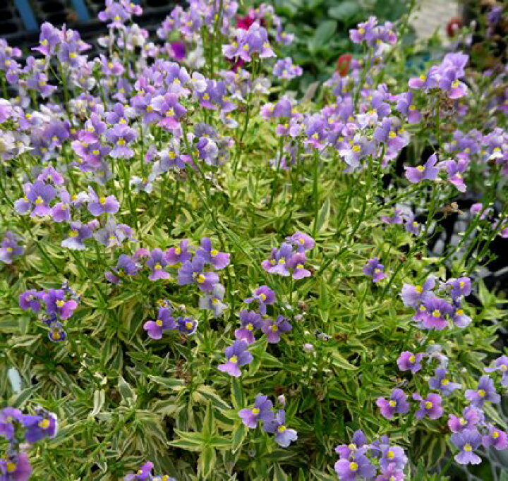 楽天市場 宿根 ネメシア斑入りフォーシーズン 3号ポット苗花苗 春 パープル 香り 芳香 寄せ植え 花壇 花みどりマーケット 楽天市場店