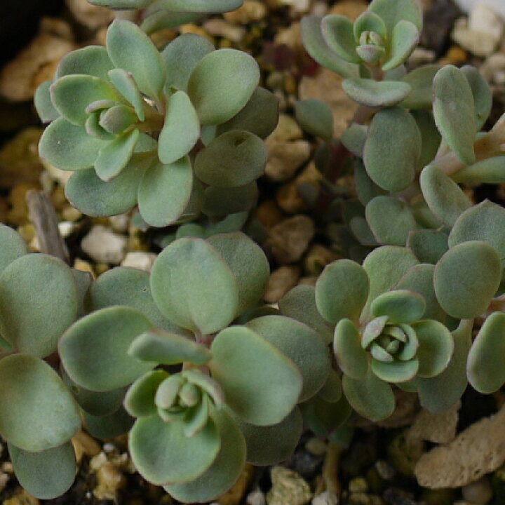 楽天市場 日高ミセバヤ ヒダカミセバヤ セダム カウチコラ 3号ポット苗多肉植物 花みどりマーケット 楽天市場店 楽天市場 日高ミセバヤ ヒダカミセバヤ セダム カウチコラ 3号ポット苗多肉植物 花みどりマーケット 楽天市場店