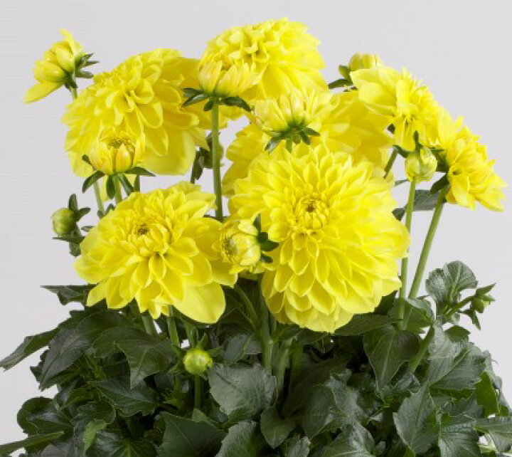 楽天市場 ダリア マキシ ソノラ 4号鉢ガーデンダリア 大輪 花苗 苗 鉢花 球根 寄せ植え 花壇 黄色 イエロー 暑さに強い 寒さに強い 花みどりマーケット 楽天市場店