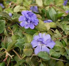 楽天市場 ビンカ ミノールの通販