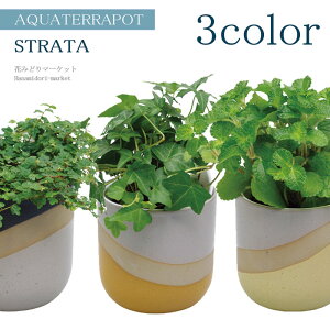 アクアテラポット 観葉植物付きストラタ 10.5サイズ全3色 観葉植物 全10種 陶器 鉢 底面給水 シュガーバイン ペペロミア ヘデラ ワイヤープランツ プミラ ピレア ホヤツートン おしゃれ プレ