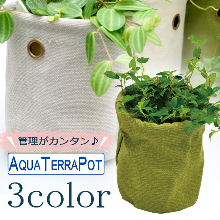 楽天市場 アクアテラポット キャンバス布バック 10 5 全3色 観葉植物 全10種 シュガーバイン ペペロミア アイビー ワイヤープランツ プミラ ピレアインテリアグリーン 観葉植物 ローメンテナンス 簡単 おしゃれ 手軽 底面吸水 花みどりマーケット 楽天市場店