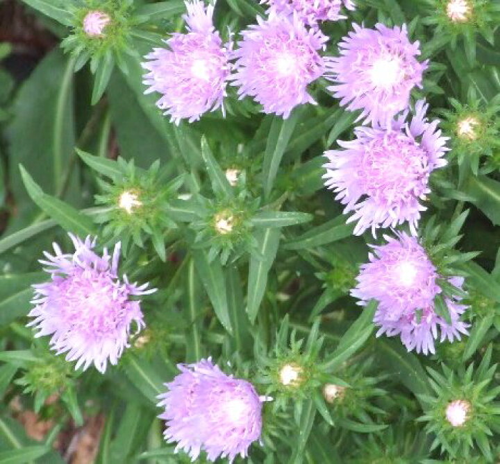 楽天市場 ストケシア ピンク 桃花 3 3 5号ポット苗イングリッシュガーデン 宿根草 花苗 多年草 花みどりマーケット 楽天市場店