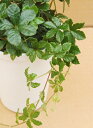観葉植物　パーセノシッサスシュガーバイン　3号ポット苗　お手入れ簡単　人気のインテリアプランツ