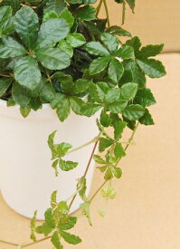 パーセノシッサス シュガーバイン 3号ポット苗観葉植物 インテリアグリーン