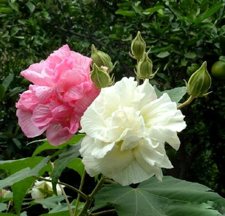 楽天市場 スイフヨウ 酔芙蓉 4 5号ポット苗多年草 宿根草 花みどりマーケット 楽天市場店