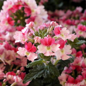 宿根バーベナ ピンクパフェ 3.5号ポット苗花壇 寄せ植え 春 鉢植え ピンク 人気 育てやすい