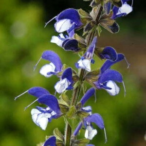 hTrA }h[k (Ch[)3|bgcCObVK[f@ԕc N h