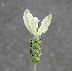 ラベンダー フレンチ系 ストエカス バレリーナ 3号ポット苗イングリッシュガーデン 多年草 宿根草 鉢花